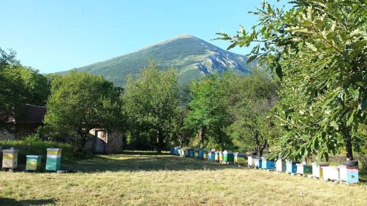 Pčelarsko gazdinstvo Stojković — slika 2