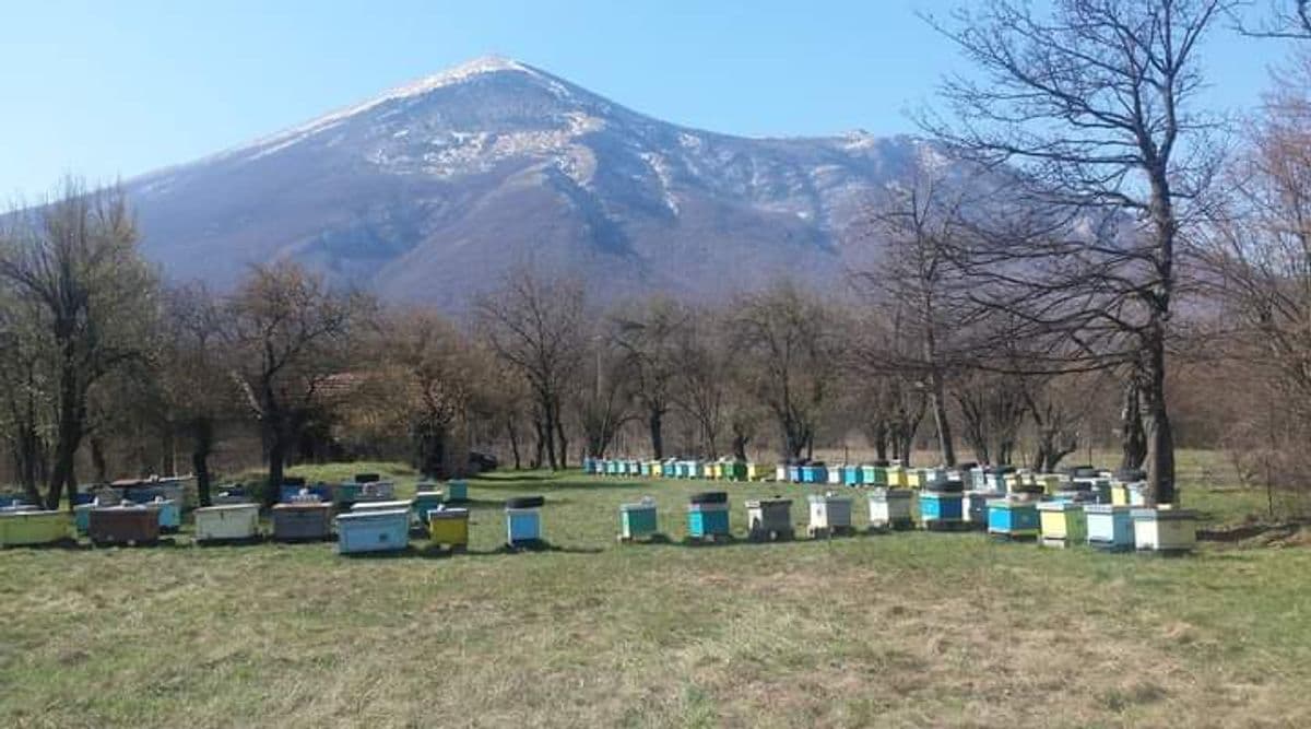 Pčelarsko gazdinstvo Stojković — slika 3