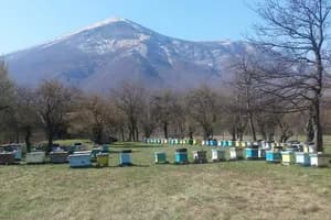 Pčelarsko gazdinstvo Stojković, Med, Mirovo — slika 3